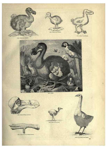 Reproducción/Reproduction 7739971866: The pictorial museum of animated nature .... London :C. Cox,[1844?]
