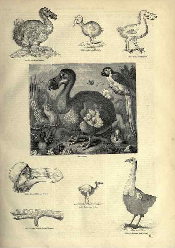 Reproducción/Reproduction 7739971866: The pictorial museum of animated nature .... London :C. Cox,[1844?]