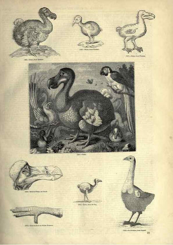 Reproducción/Reproduction 7739971866: The pictorial museum of animated nature .... London :C. Cox,[1844?]