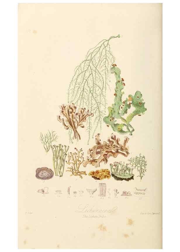 Reproducción/Reproduction 7739459504: Illustrations of the natural orders of plants with groups and descriptions.. London :Sampson Low, Son, and Marston,1868.