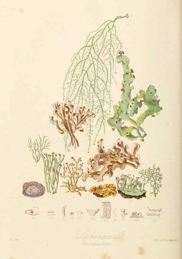 Reproducción/Reproduction 7739459504: Illustrations of the natural orders of plants with groups and descriptions.. London :Sampson Low, Son, and Marston,1868.