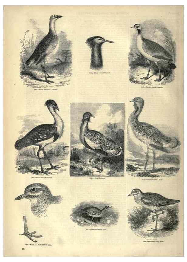 Reproducción/Reproduction 7739972934: The pictorial museum of animated nature .... London :C. Cox,[1844?]