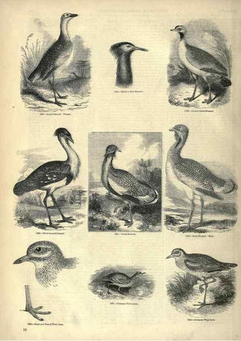 Reproducción/Reproduction 7739972934: The pictorial museum of animated nature .... London :C. Cox,[1844?]
