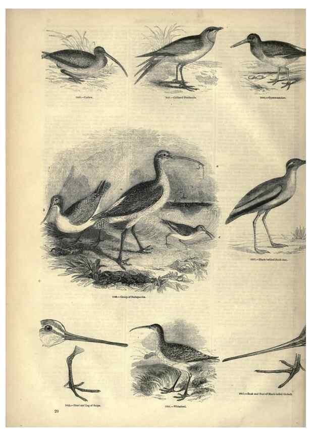Reproducción/Reproduction 7739974818: The pictorial museum of animated nature .... London :C. Cox,[1844?]