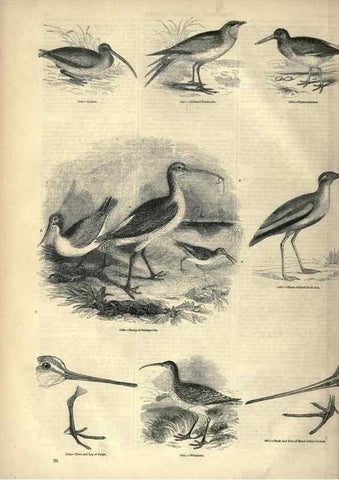 Reproducción/Reproduction 7739974818: The pictorial museum of animated nature .... London :C. Cox,[1844?]
