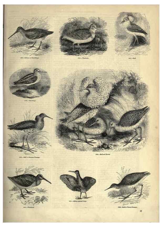 Reproducción/Reproduction 7739975918: The pictorial museum of animated nature .... London :C. Cox,[1844?]