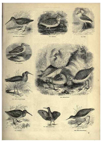 Reproducción/Reproduction 7739975918: The pictorial museum of animated nature .... London :C. Cox,[1844?]
