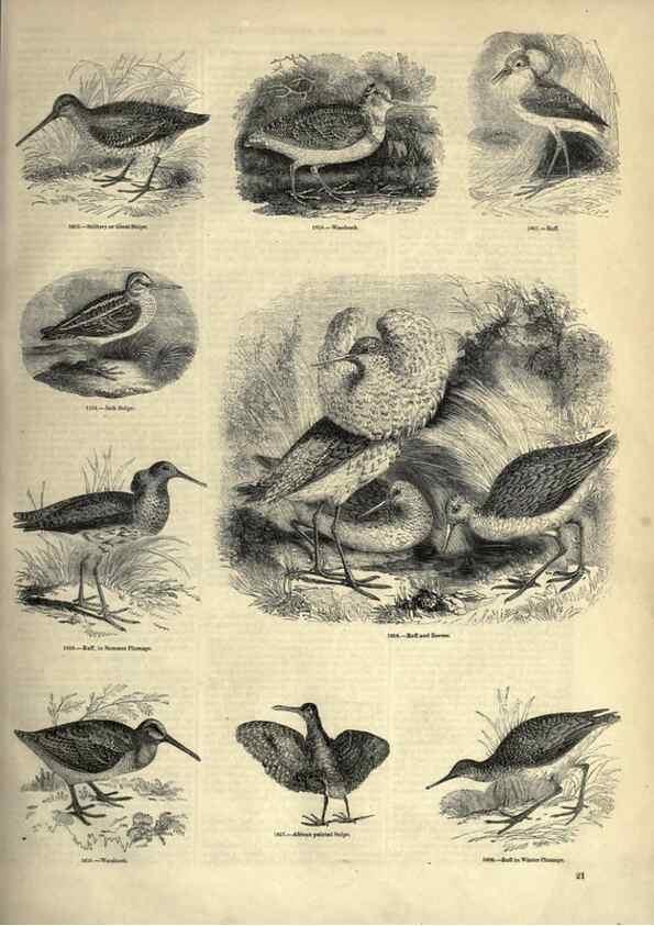 Reproducción/Reproduction 7739975918: The pictorial museum of animated nature .... London :C. Cox,[1844?]