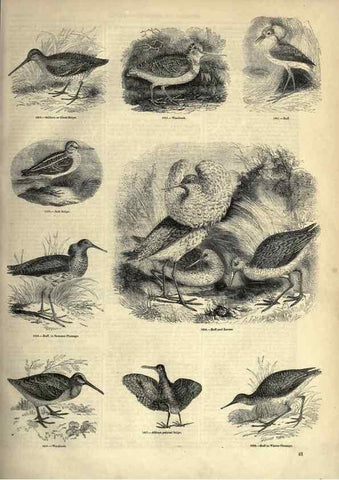 Reproducción/Reproduction 7739975918: The pictorial museum of animated nature .... London :C. Cox,[1844?]