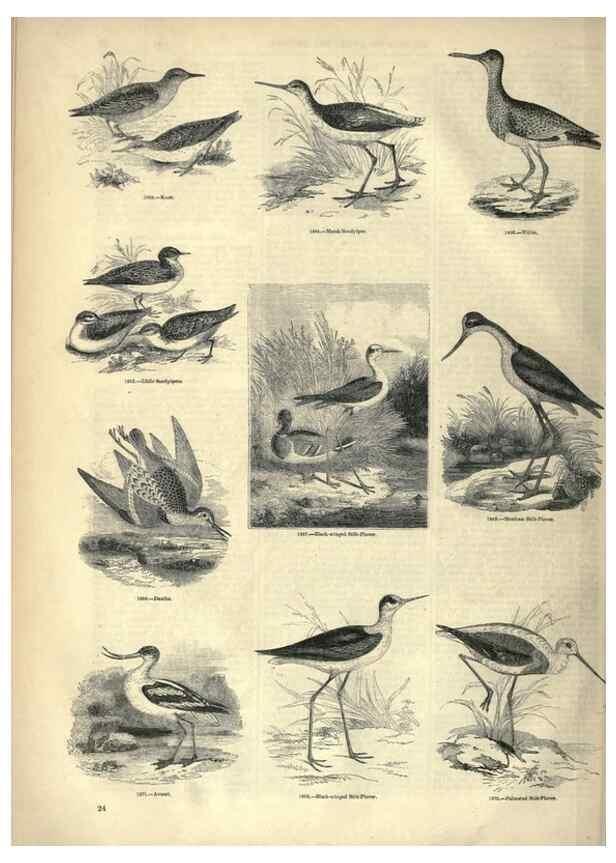 Reproducción/Reproduction 7739977012: The pictorial museum of animated nature .... London :C. Cox,[1844?]
