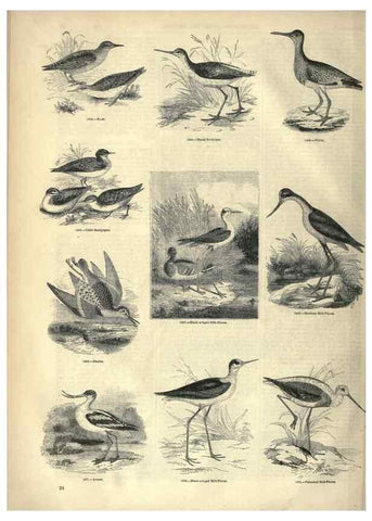 Reproducción/Reproduction 7739977012: The pictorial museum of animated nature .... London :C. Cox,[1844?]