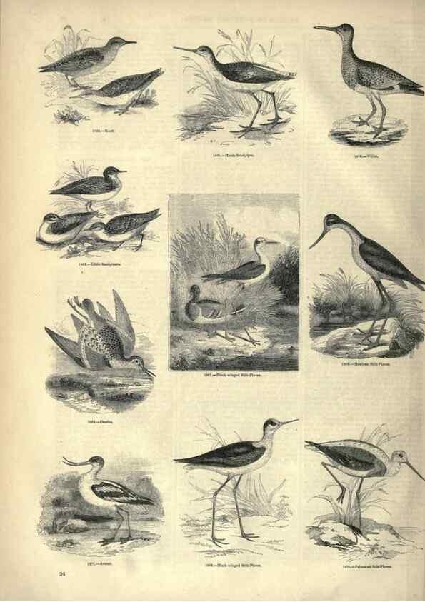 Reproducción/Reproduction 7739977012: The pictorial museum of animated nature .... London :C. Cox,[1844?]