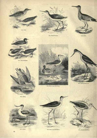 Reproducción/Reproduction 7739977012: The pictorial museum of animated nature .... London :C. Cox,[1844?]