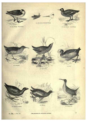 Reproducción/Reproduction 7739977938: The pictorial museum of animated nature .... London :C. Cox,[1844?]