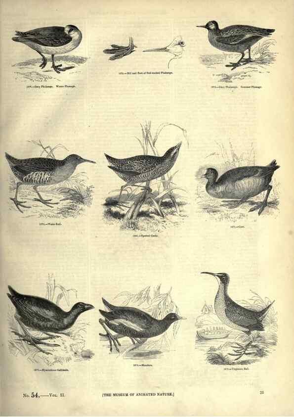 Reproducción/Reproduction 7739977938: The pictorial museum of animated nature .... London :C. Cox,[1844?]