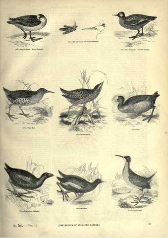 Reproducción/Reproduction 7739977938: The pictorial museum of animated nature .... London :C. Cox,[1844?]