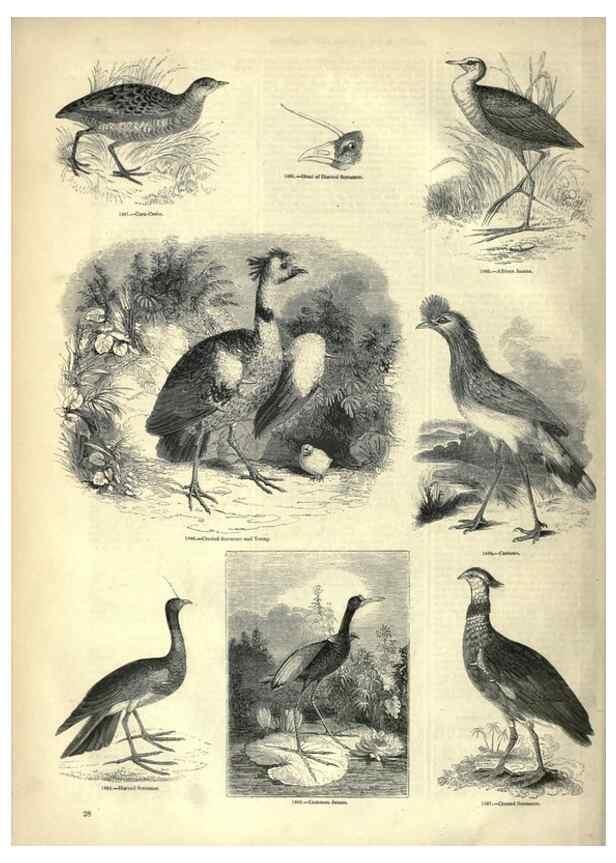 Reproducción/Reproduction 7739978974: The pictorial museum of animated nature .... London :C. Cox,[1844?]