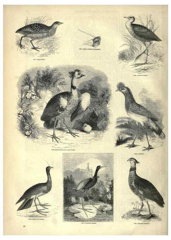 Reproducción/Reproduction 7739978974: The pictorial museum of animated nature .... London :C. Cox,[1844?]