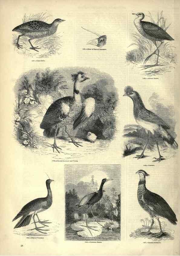 Reproducción/Reproduction 7739978974: The pictorial museum of animated nature .... London :C. Cox,[1844?]