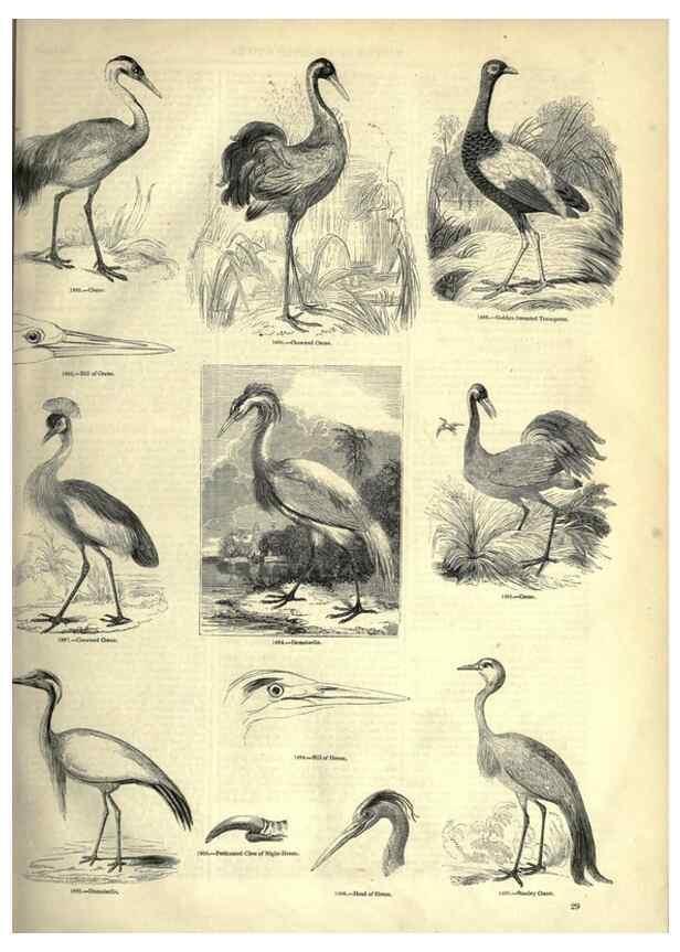Reproducción/Reproduction 7739979934: The pictorial museum of animated nature .... London :C. Cox,[1844?]