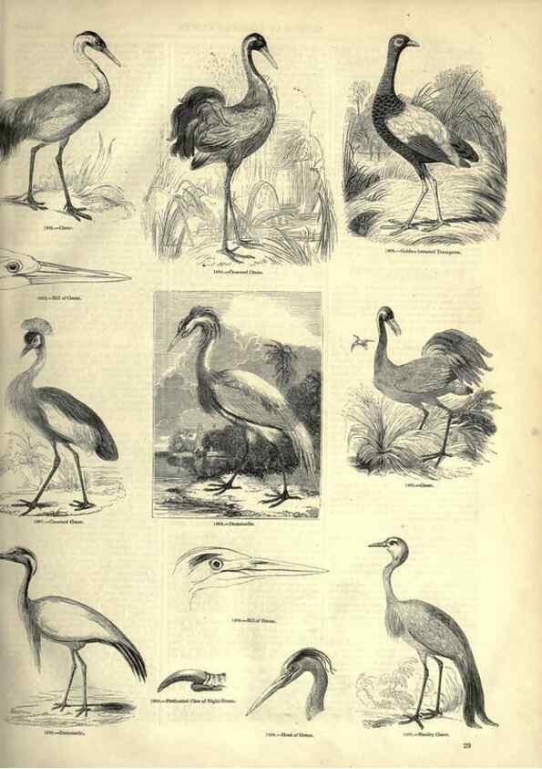 Reproducción/Reproduction 7739979934: The pictorial museum of animated nature .... London :C. Cox,[1844?]