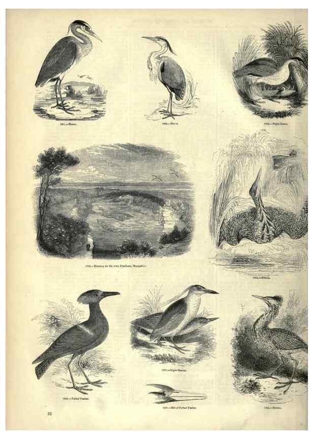 Reproducción/Reproduction 7739981116: The pictorial museum of animated nature .... London :C. Cox,[1844?]