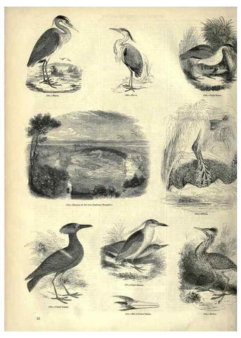 Reproducción/Reproduction 7739981116: The pictorial museum of animated nature .... London :C. Cox,[1844?]