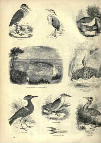 Reproducción/Reproduction 7739981116: The pictorial museum of animated nature .... London :C. Cox,[1844?]