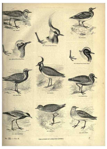 Reproducción/Reproduction 7739973962: The pictorial museum of animated nature .... London :C. Cox,[1844?]