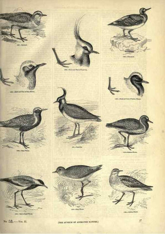Reproducción/Reproduction 7739973962: The pictorial museum of animated nature .... London :C. Cox,[1844?]