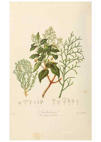 Reproducción/Reproduction 7739423530: Illustrations of the natural orders of plants with groups and descriptions.. London :Sampson Low, Son, and Marston,1868.
