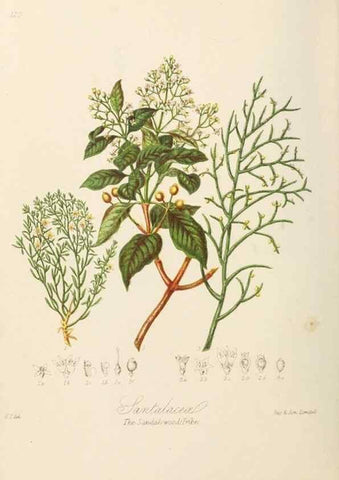 Reproducción/Reproduction 7739423530: Illustrations of the natural orders of plants with groups and descriptions.. London :Sampson Low, Son, and Marston,1868.