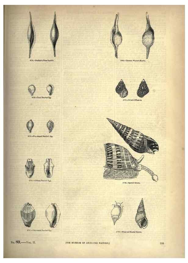 Reproducción/Reproduction 7740086154: The pictorial museum of animated nature .... London :C. Cox,[1844?]