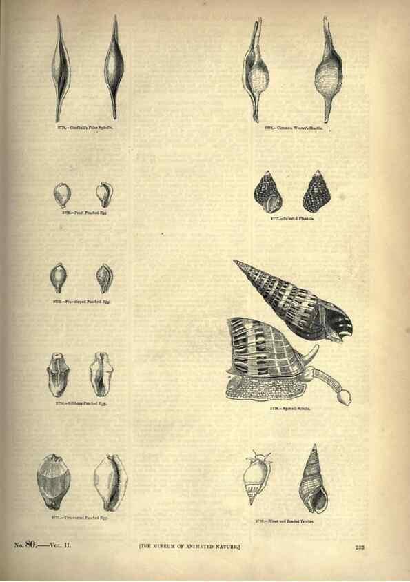Reproducción/Reproduction 7740086154: The pictorial museum of animated nature .... London :C. Cox,[1844?]