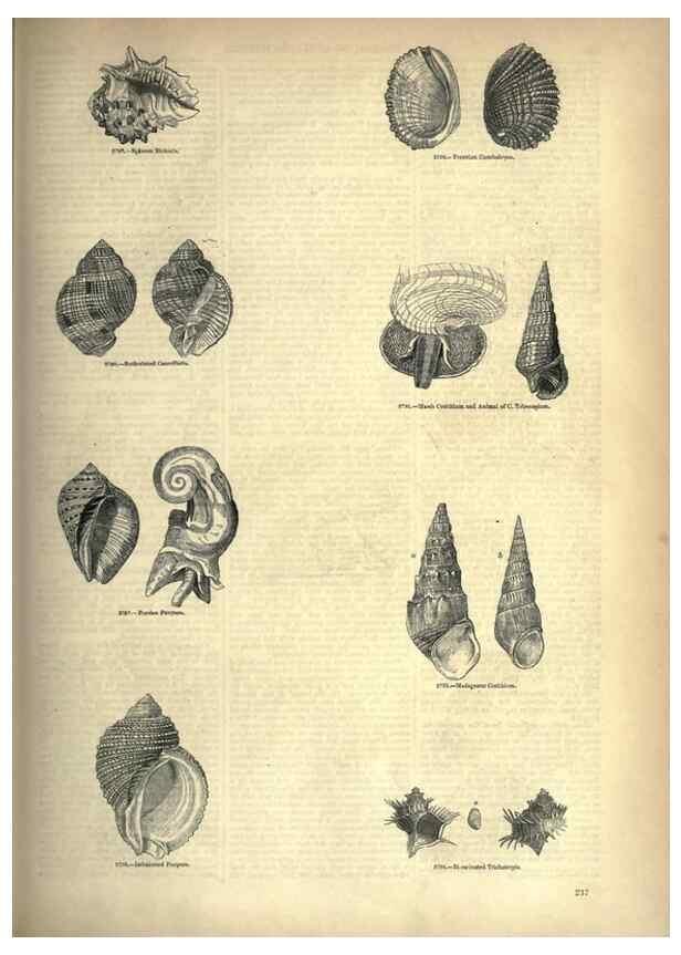 Reproducción/Reproduction 7740088616: The pictorial museum of animated nature .... London :C. Cox,[1844?]