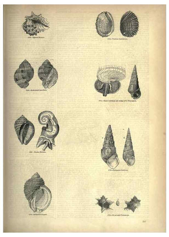 Reproducción/Reproduction 7740088616: The pictorial museum of animated nature .... London :C. Cox,[1844?]