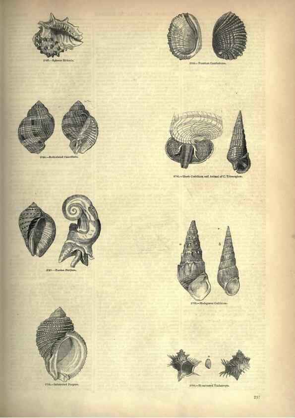 Reproducción/Reproduction 7740088616: The pictorial museum of animated nature .... London :C. Cox,[1844?]