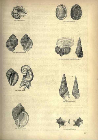 Reproducción/Reproduction 7740088616: The pictorial museum of animated nature .... London :C. Cox,[1844?]