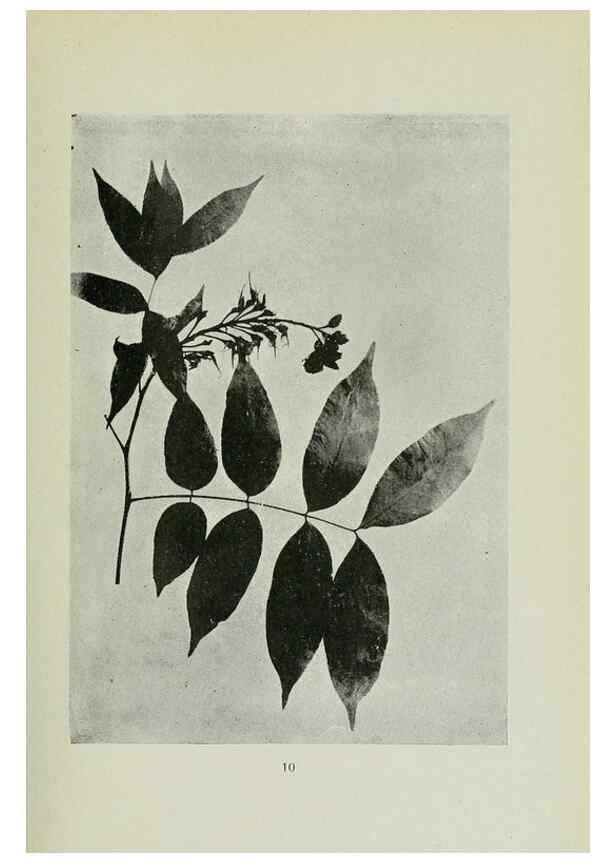 Reproducción/Reproduction 7747252300: Archivos do Jardim Botânico do Rio de Janeiro.. Rio de Janeiro :Jardim Botanico,1915-