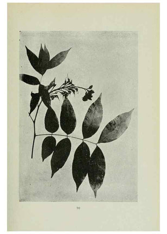 Reproducción/Reproduction 7747252300: Archivos do Jardim Botânico do Rio de Janeiro.. Rio de Janeiro :Jardim Botanico,1915-