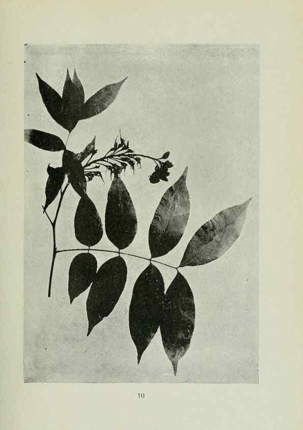 Reproducción/Reproduction 7747252300: Archivos do Jardim Botânico do Rio de Janeiro.. Rio de Janeiro :Jardim Botanico,1915-