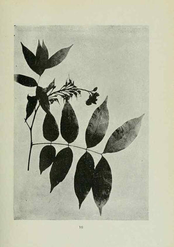 Reproducción/Reproduction 7747252300: Archivos do Jardim Botânico do Rio de Janeiro.. Rio de Janeiro :Jardim Botanico,1915-