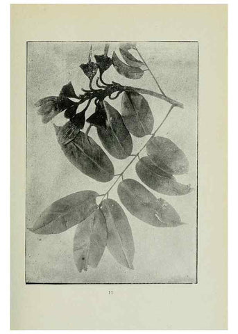 Reproducción/Reproduction 7747253322: Archivos do Jardim Botânico do Rio de Janeiro.. Rio de Janeiro :Jardim Botanico,1915-