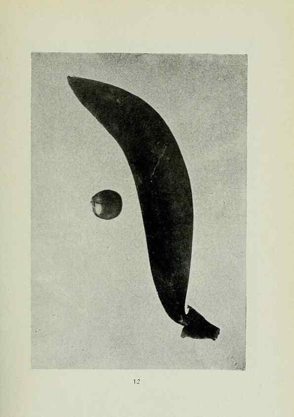 Reproducción/Reproduction 7747254218: Archivos do Jardim Botânico do Rio de Janeiro.. Rio de Janeiro :Jardim Botanico,1915-