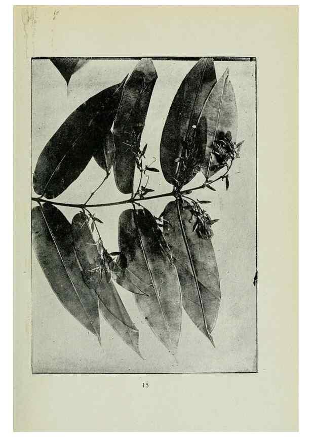 Reproducción/Reproduction 7747257346: Archivos do Jardim Botânico do Rio de Janeiro.. Rio de Janeiro :Jardim Botanico,1915-