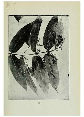 Reproducción/Reproduction 7747257346: Archivos do Jardim Botânico do Rio de Janeiro.. Rio de Janeiro :Jardim Botanico,1915-