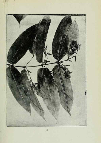 Reproducción/Reproduction 7747257346: Archivos do Jardim Botânico do Rio de Janeiro.. Rio de Janeiro :Jardim Botanico,1915-