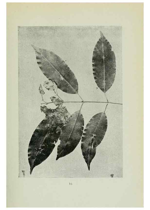 Reproducción/Reproduction 7747258440: Archivos do Jardim Botânico do Rio de Janeiro.. Rio de Janeiro :Jardim Botanico,1915-