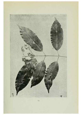 Reproducción/Reproduction 7747258440: Archivos do Jardim Botânico do Rio de Janeiro.. Rio de Janeiro :Jardim Botanico,1915-