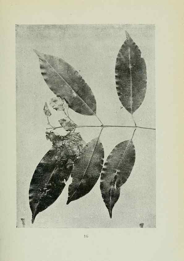 Reproducción/Reproduction 7747258440: Archivos do Jardim Botânico do Rio de Janeiro.. Rio de Janeiro :Jardim Botanico,1915-